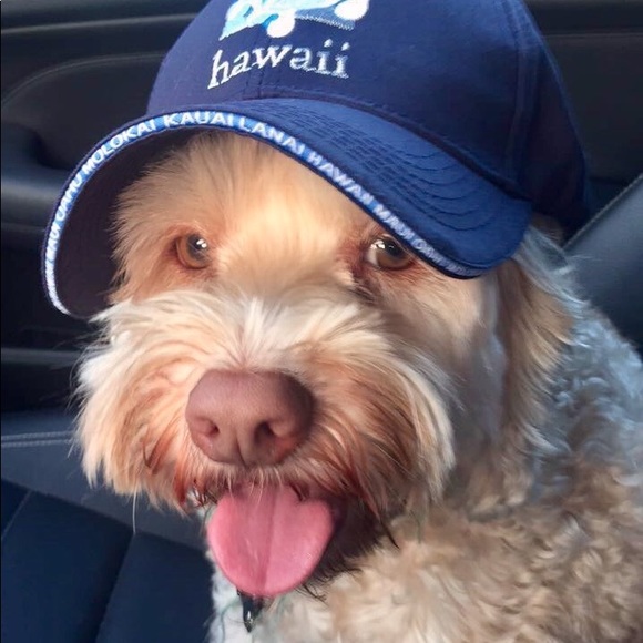 🐻 Bears Gear 4 $ale 🩲 - Picture 2 of 15